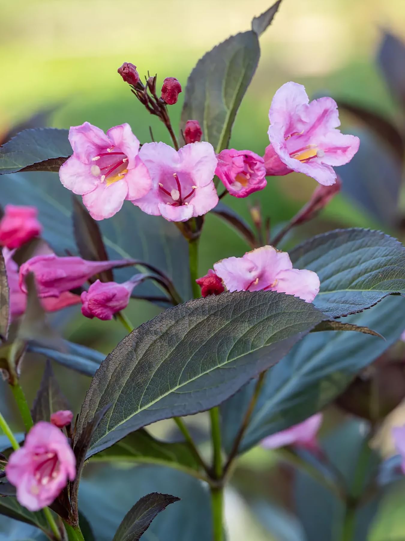 【ピンクの猫】Amazon Kindle Oasis Amazon.com : Sonic Bloom® Wine Weigela - Hot Pink, Everblooming
